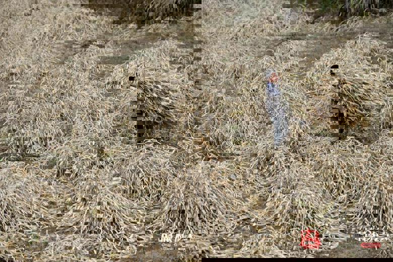残疾夫妇放弃贫困户“宝贵”名额 养3种动物带村民脱贫