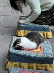 很虔诚的小猫