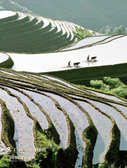 梯田