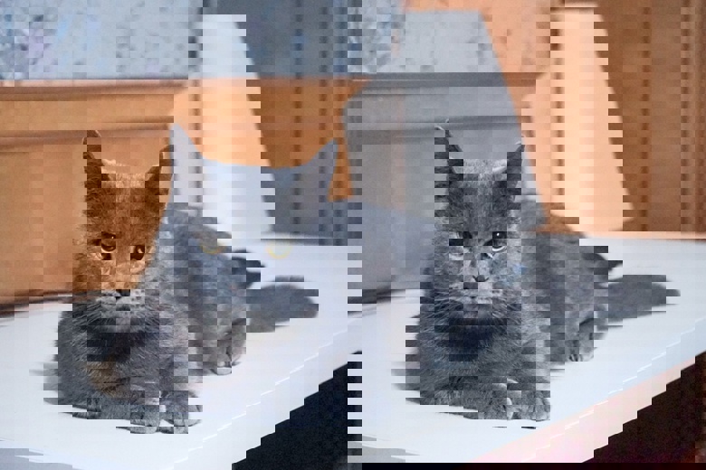 猫的暗黑心理学