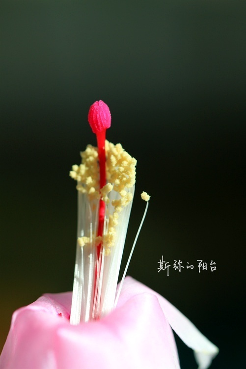 斯弥的阳台