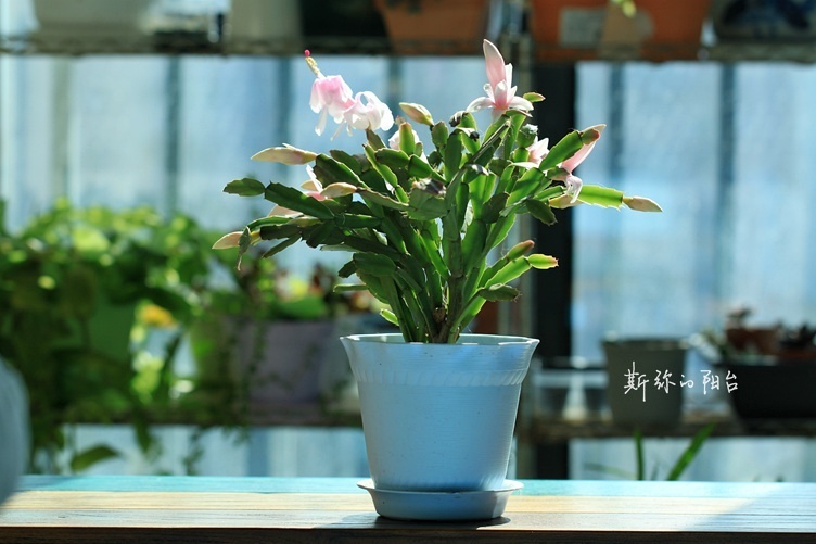 斯弥的阳台