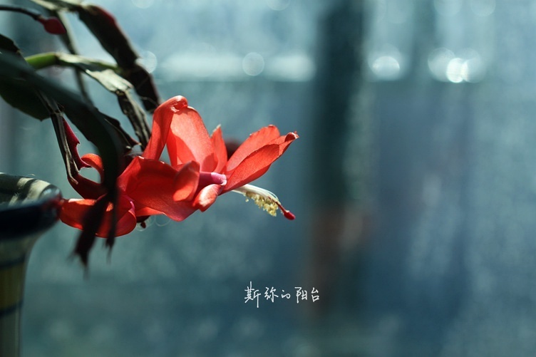 斯弥的阳台