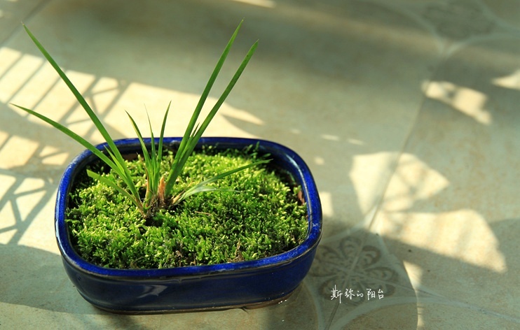 斯弥的阳台