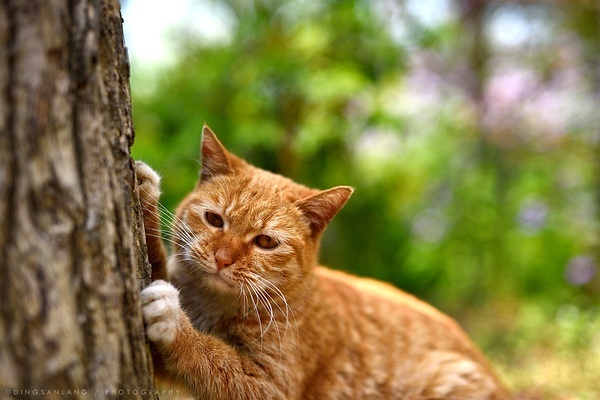 树知猫勤二首