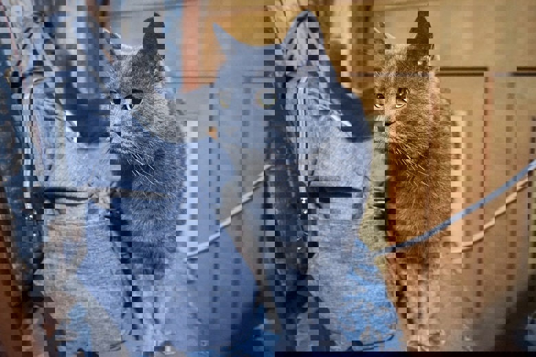 猫的暗黑心理学