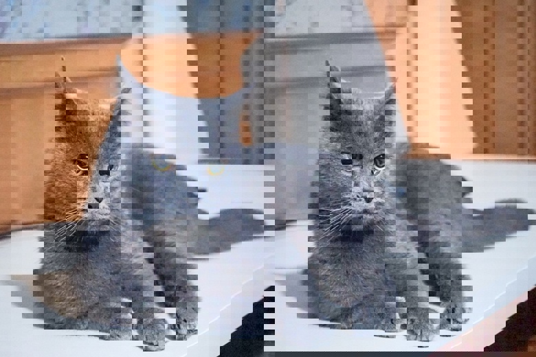 猫的暗黑心理学
