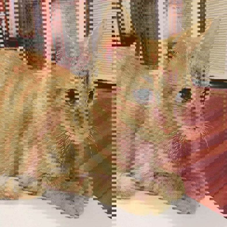 猫的暗黑心理学