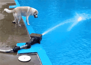 \u641e\u7b11GIF\uff1a\u59b9\u5b50\u5728\u4e0a\u6e38\u505a\u4e8b\uff0c\u628a\u6cb3\u6c34\u90fd\u5f04\u6210\u8fd9\u6837\u4e86\uff0c\u5927\u7237\u90fd\u8499\u4e86