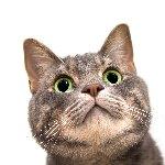 所以你们为什么喜欢画人家猫猫舔屁股（捂脸）