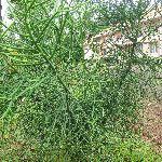 植物界的「光棍」，虽然有毒，却可以炼油