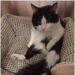 从我家猫主子拉稀，讲讲这两年被商家捧上天的益生菌