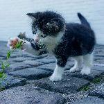 猫为什么喜欢把东西推下去？