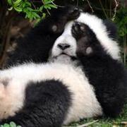熊猫一家一觉醒来发现黑眼圈不见了