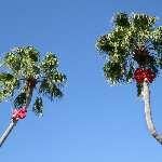 看上去是「同性恋」的植物