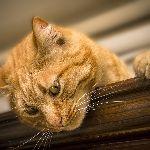 中国的猫和美国的猫可以交流吗? 