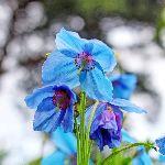 许巍歌中「永不凋谢的蓝莲花」原来就是它