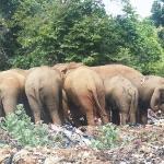 乘小火车在海上穿梭、近距离观察野生大象，这里简直处处是惊喜