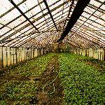 陆地面积只有中美 1/300 的荷兰，农业实力确是世界的标杆