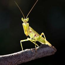 为什么0.1KG以上动物中没有像螳螂、螳螂虾、枪虾一样以前肢作为主要武力输出部位的？
