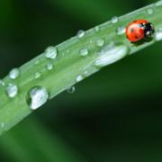 昆虫翅膀扯掉后能不能再长出来，比如瓢虫、蚊子？