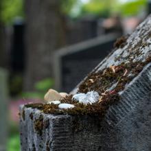 历史上中国死了那么多人都土葬，为什么没感觉有那么多坟墓？