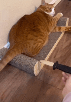 6_1.gif
