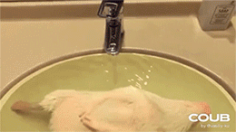 14.gif
