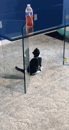24.gif